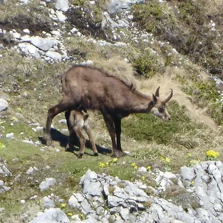 Appartement Fw Weissensee Füssen