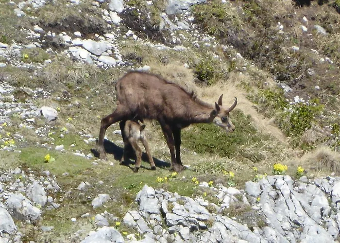 Apartment Fw Weissensee Fussen